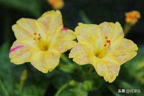 臥莖夜來香|花開五瓣蚊蟲隱，蕊放三更睡眠香。花中香妃《夜來香。